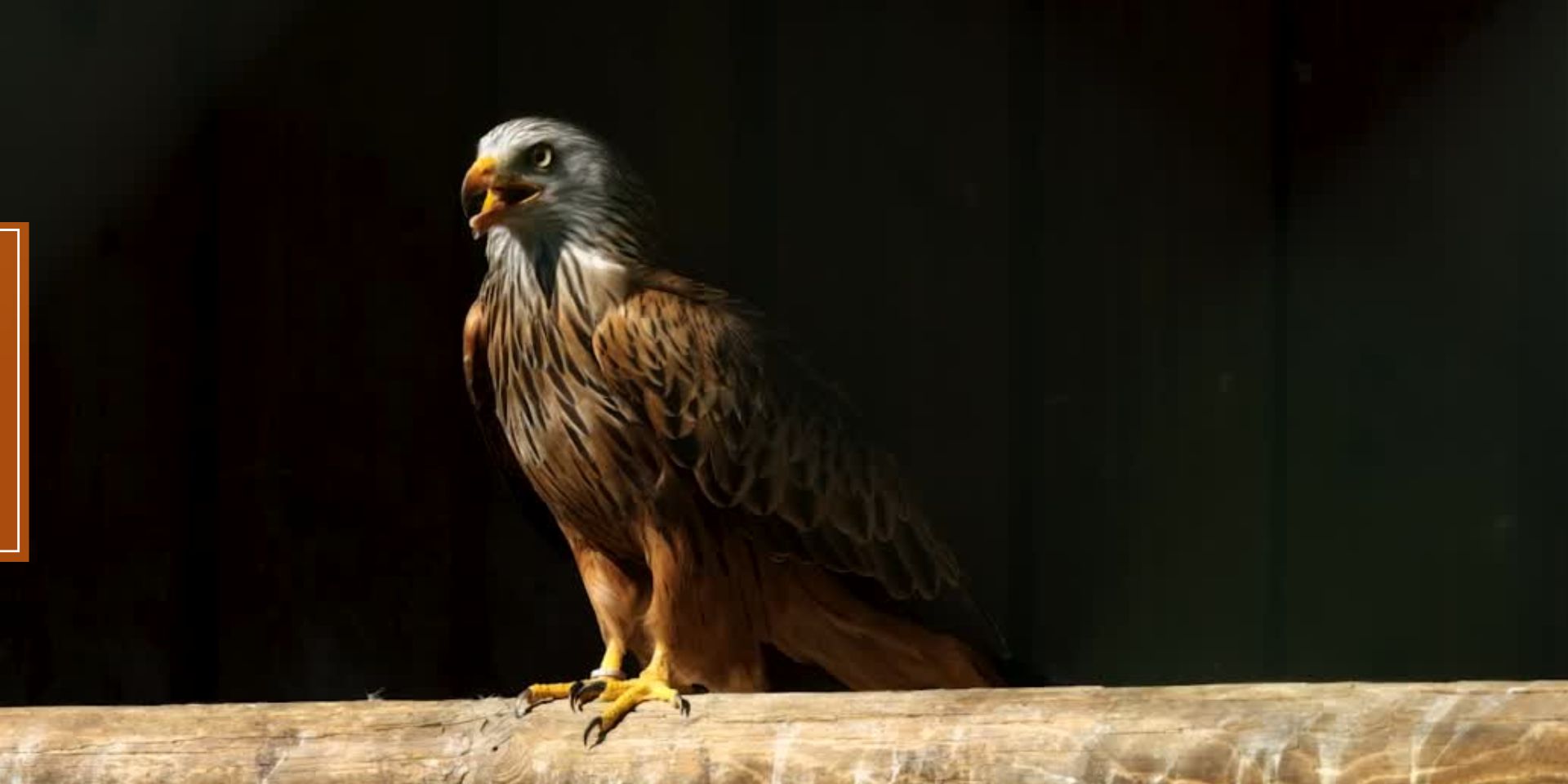 Pensieri ossessivi: il falco che continua a volare sopra di noi